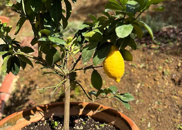 Tuscan Hideaway Holiday home Camaiore